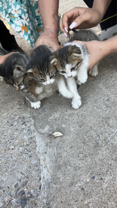 Мышық сатылады