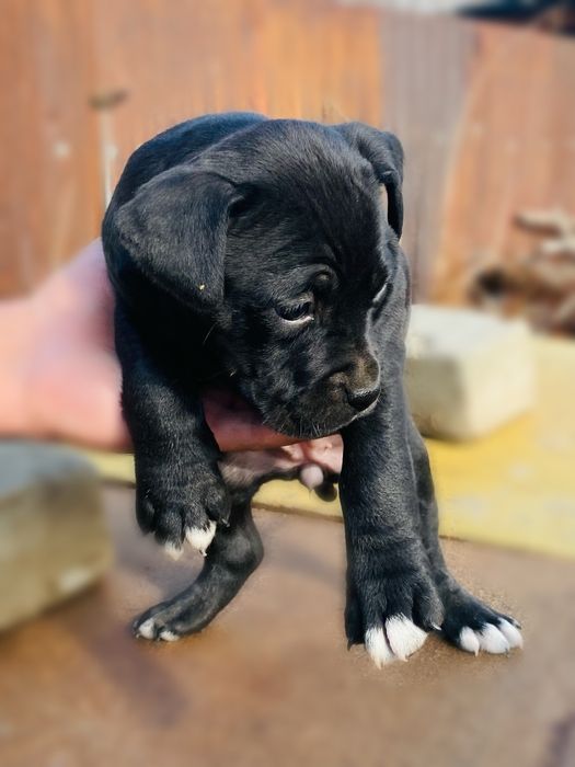 Продам щенка стаф.-питбуль