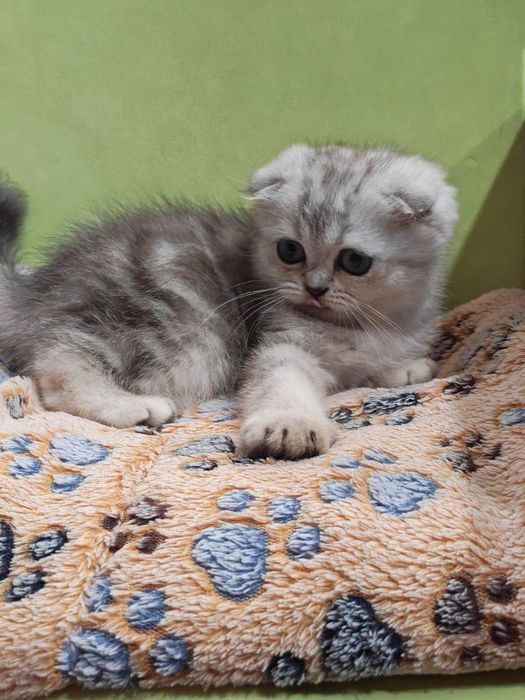 Передержка кошек в домашних условиях