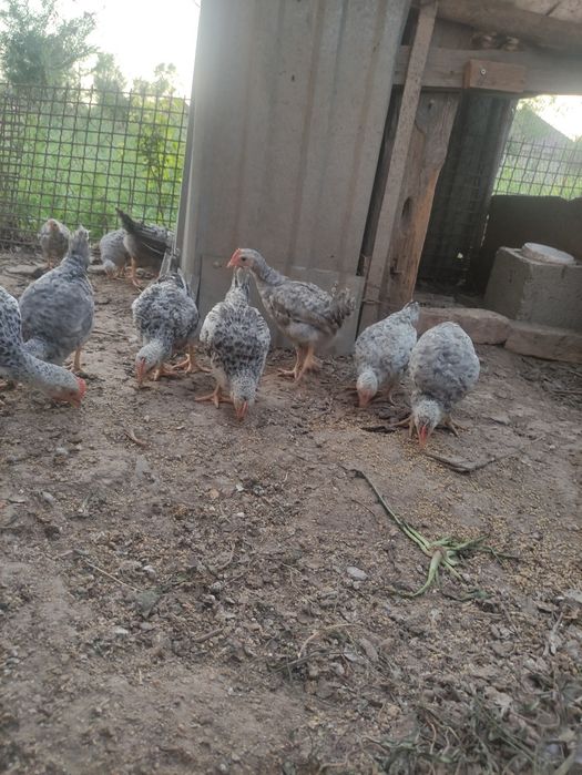 Продам барковских цыплят