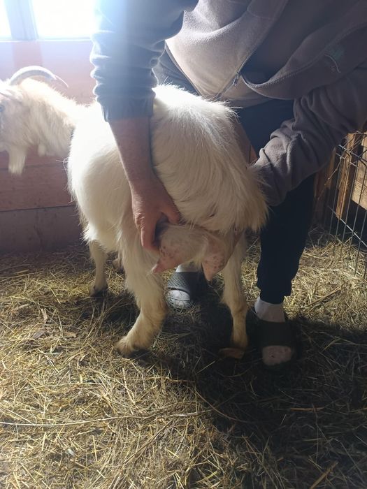 Schimb capra  buna de lapte