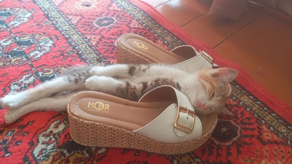 Отдам в хорошие руки котенка даром (девочка)
