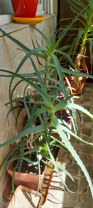 Продавам палма Юка и други