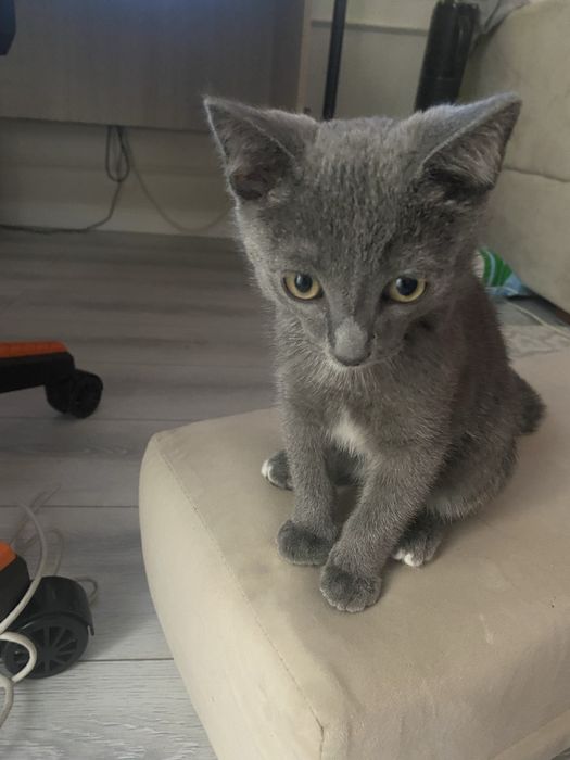 Отдам котенка в хорошие руки