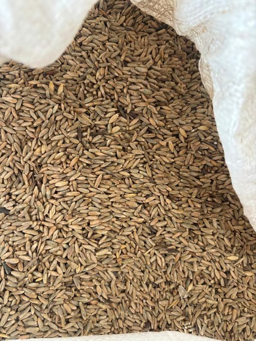 Рожь 350 тенге за кг