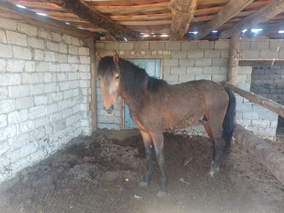 Срочно жылкы сатылады