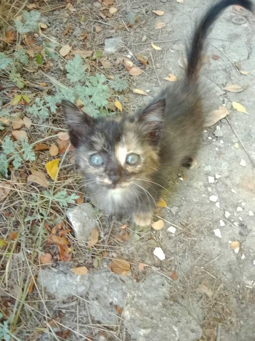 Котята в добрые руки.