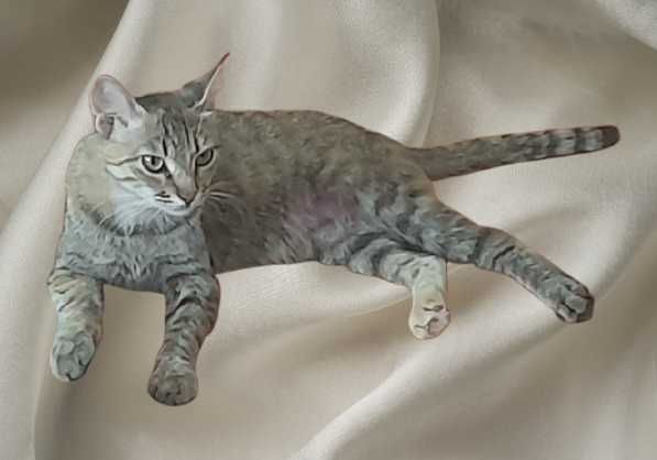 Кошка взрослая 1,5 года