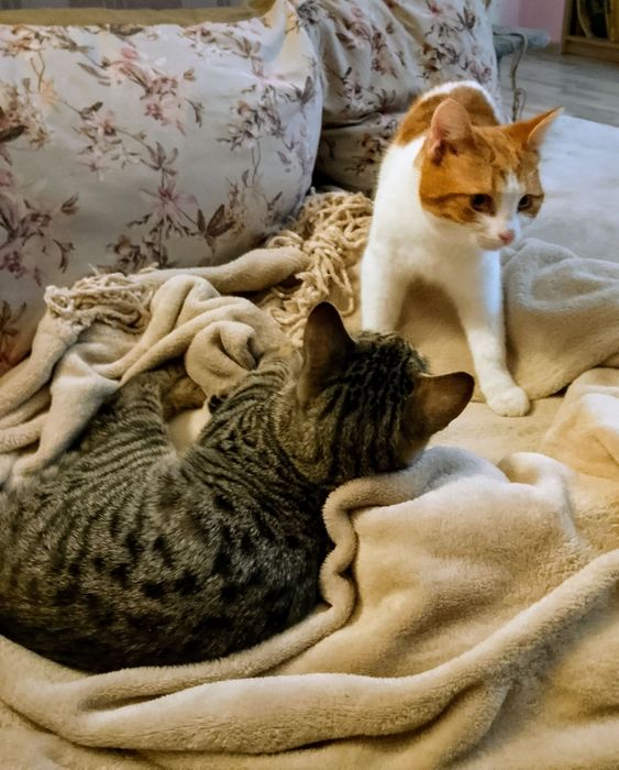 Домашно мъжко коте на 7 м.