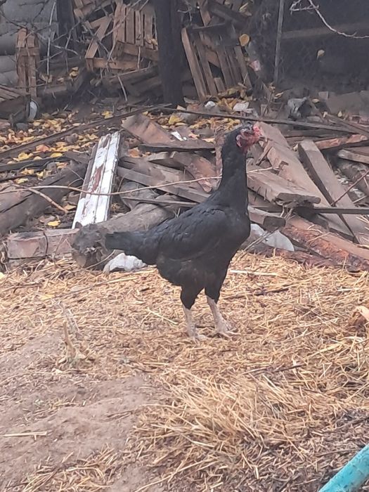 Қыздардың микро трусикаларының фотосуреттері