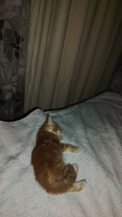 Мейнкуны котята рыженькие