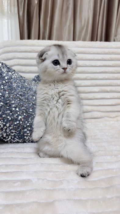 Котята чистокровные