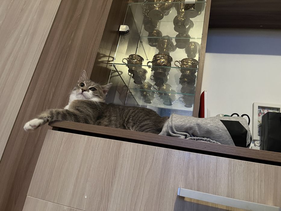 Кот:Имя Тайсон,Ему 9месяц,