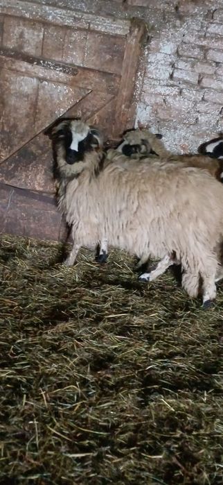 Vând berbec mior si un noatin