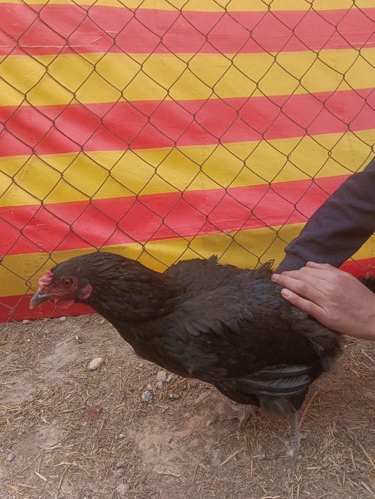 Тауықтар мен қораздар