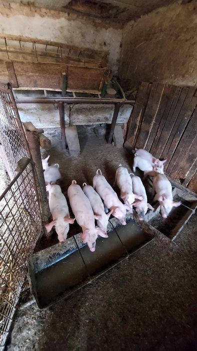 Животни малки прасенца