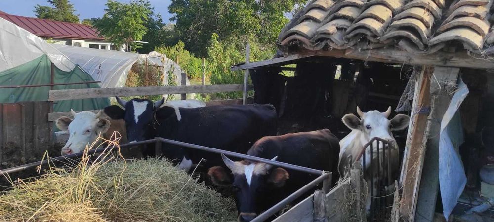 Телета за продан
