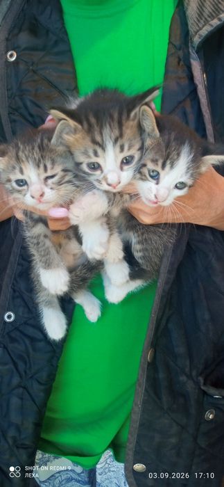 Отдам котят бесплатно