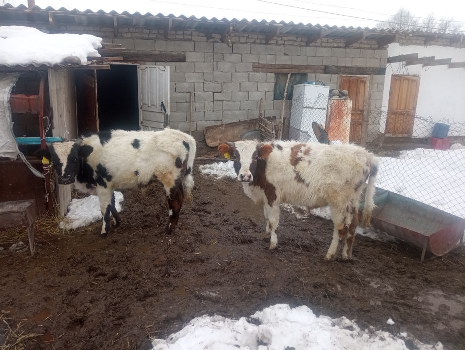 Ассалаумағалейкум 2 бас бұаз сиырлар сатылады