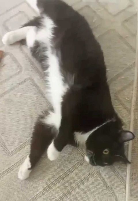 Умный котик ищет дом