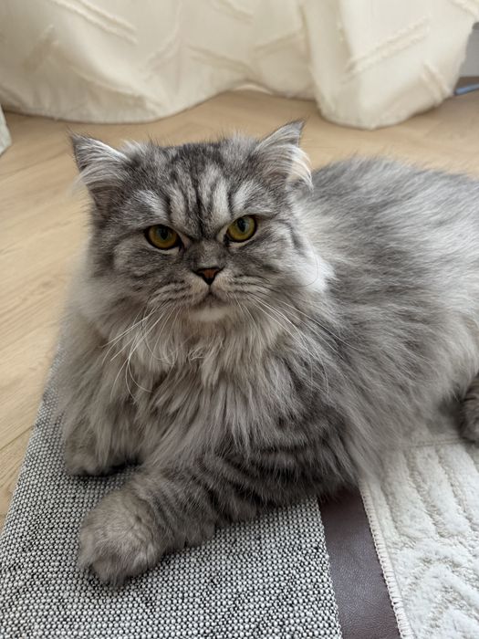 Персидская кошка, отдам в добрые руки
