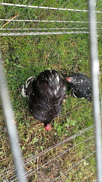 Pereche conchinchina pitic bobat