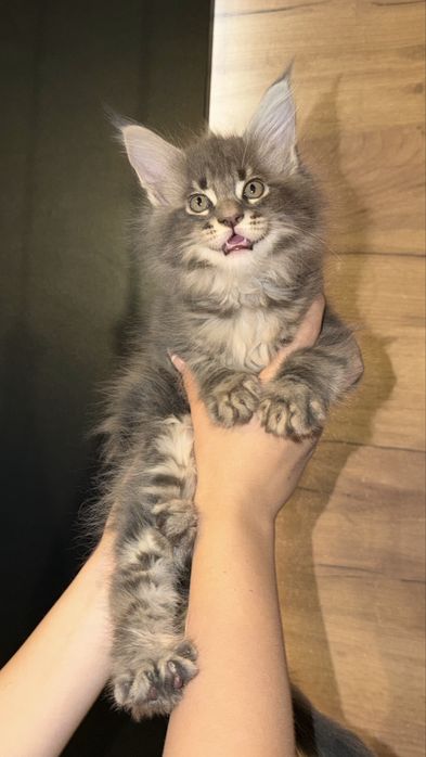 Мейн-кун котята продам