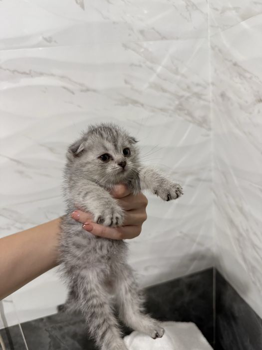 Котенок девочка Лия