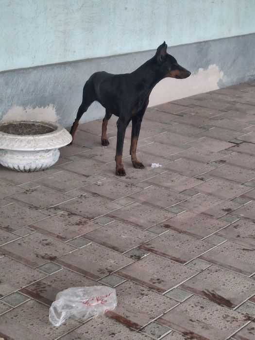 Доберман сатылады.