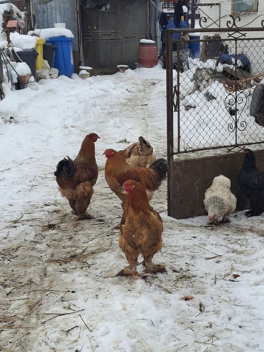 Vând cocoși rasa brahma