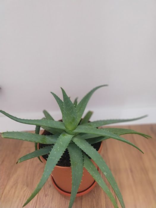 Комнатное растение -алое вера