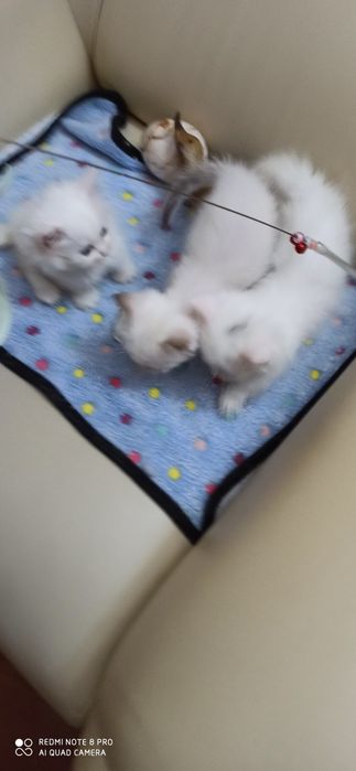 Манчкин белые котята