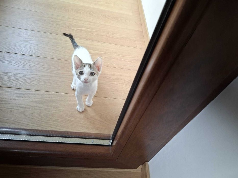 Pisicut pentru adoptie cu carnet de sanatate