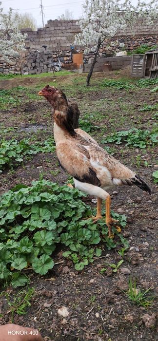 Dakan makiyon sotiladi