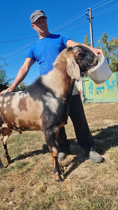 Tap anglonubian cu pedigrie