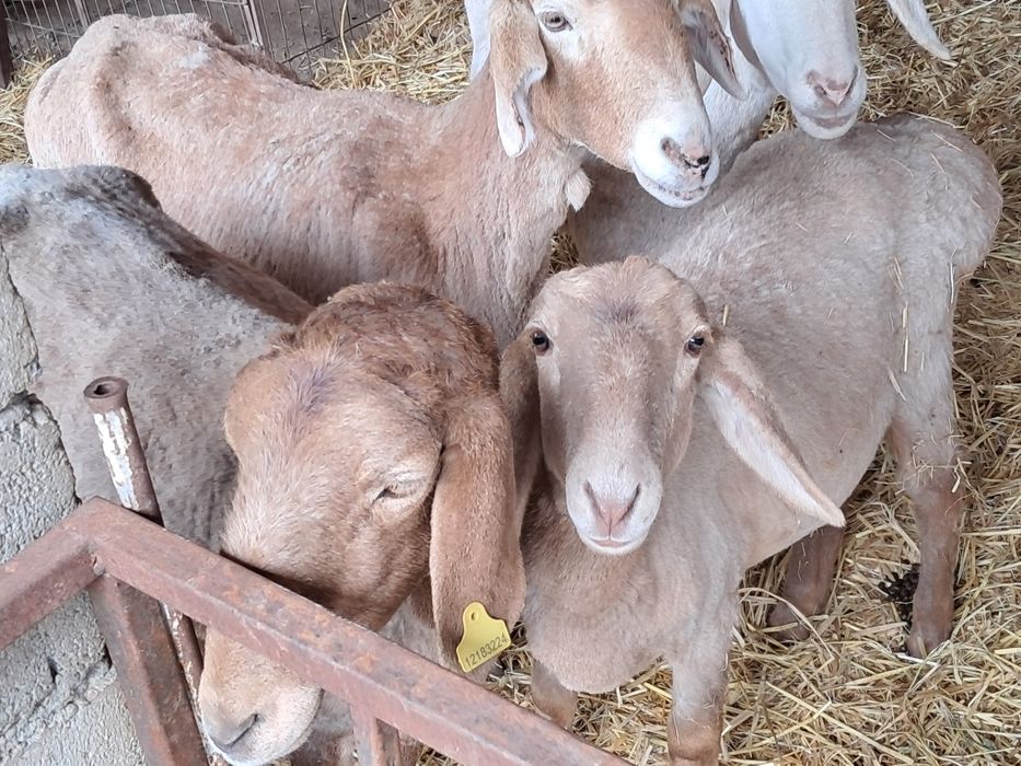 Арашан коилар ургашы