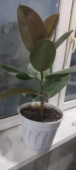 Фикус каучуконосный, Юкка