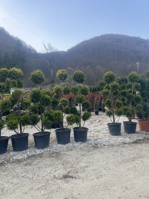 Mesteacan alb leylandii laut englezesc la pret minim garantat