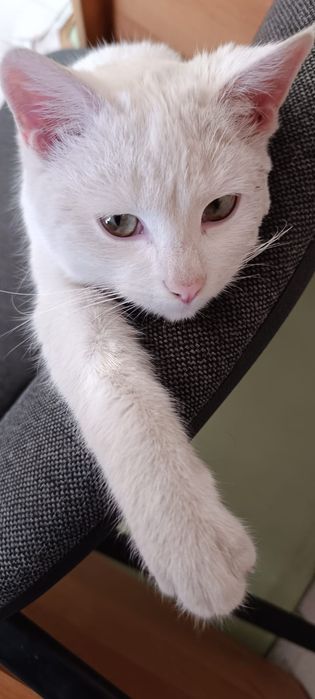 Котенок в добрые руки