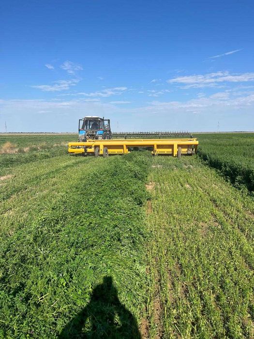 Люцерна для откорма Barenbrug 1 и 2 покос 2025г