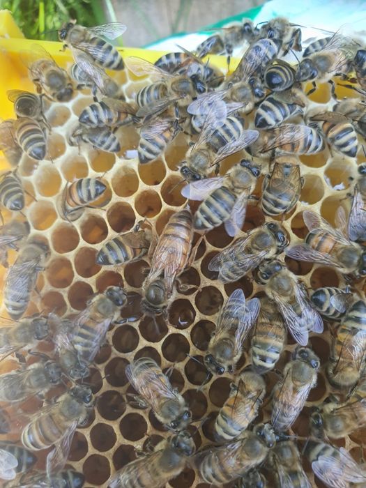 Vand Matci imperecheate ,Regine imperecheate Carpatină,Carnica. Și Buckfast