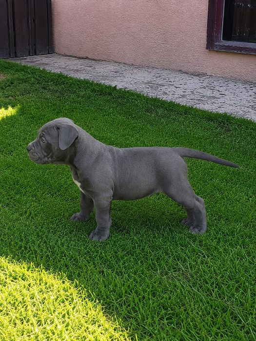 American Pocket Blue Eyes – Pedigree ABKC