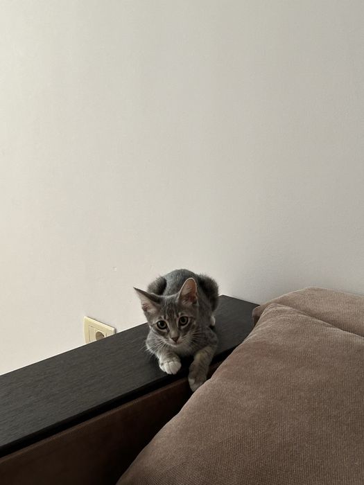 Petsittng, vizte la domiciliu pisici