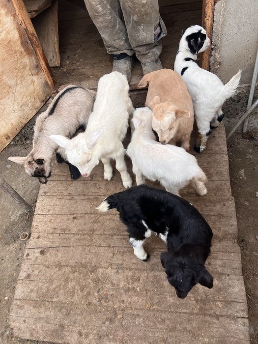 Козы козлятами можно отдельно