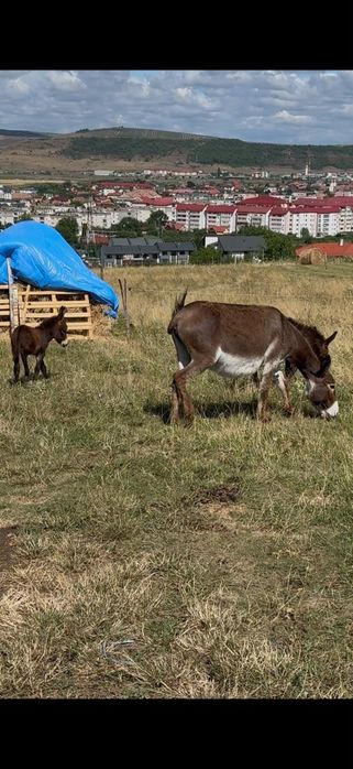 De vanzare familie de măgaruși