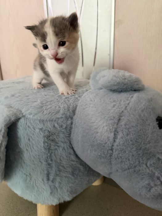 Отдам котят бесплатно
