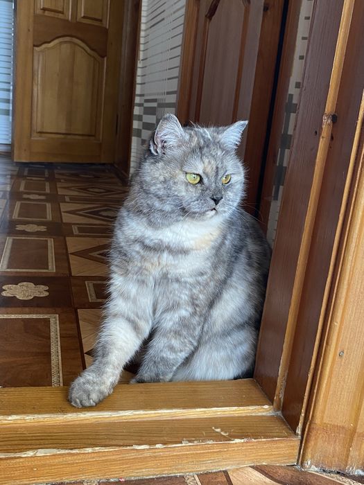 Кошечка в добрые заботливые руки