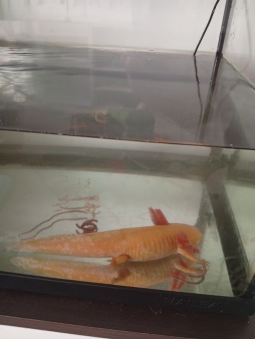 Acvariu de 65l echipat