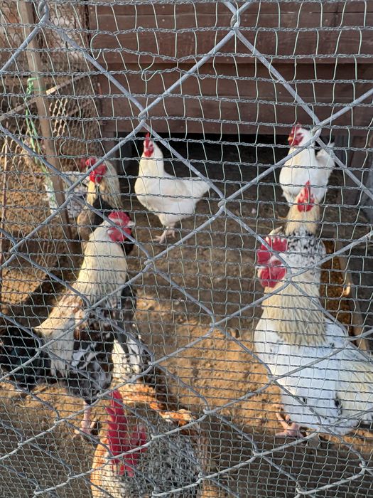 катунски петлета