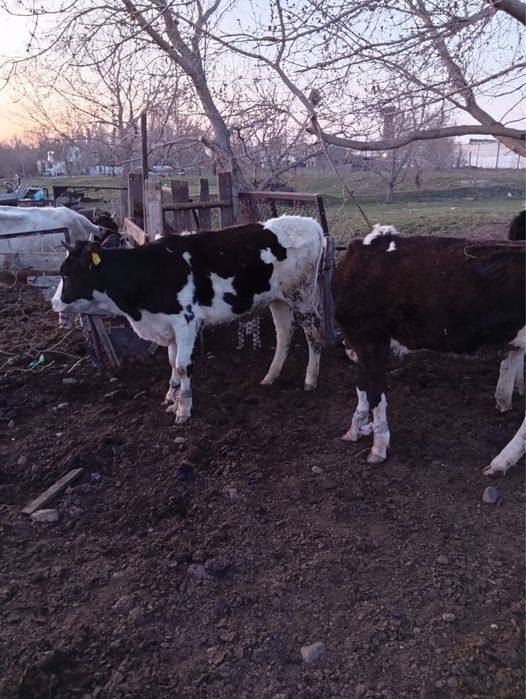 Продам годовалых тёлочек.